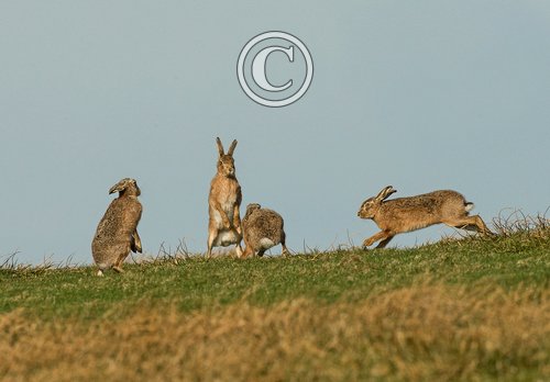    Brown Hares DM2008
